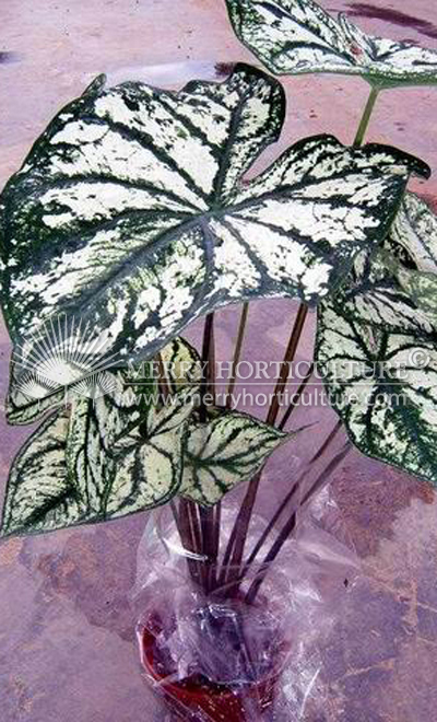 Caladium white christmas